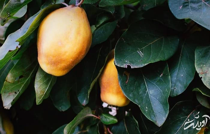 روز تولد انبه